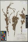 Foto von Salix variegata Franch.